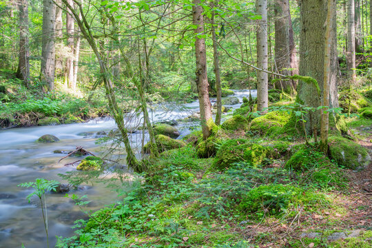 View of Vajskovska dolina with a mountain stream flowing over mossy rocks through a dense green forest with tall trees and bright sunlight Dolna Lehota, Banskobystricky kraj, Slovakia.