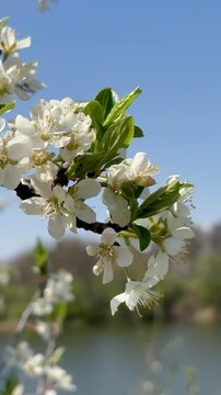 Vertical shot of a white cherry blossom branch swaying in the wind against a blue sky and a blurred lake background.