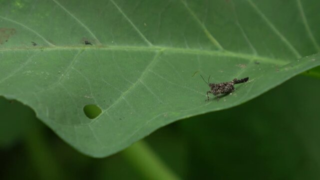 A detailed macro shot of a small, well-camouflaged brown monkey grasshopper resting on a green leaf. The footage highlights its unique body shape and textured exoskeleton.