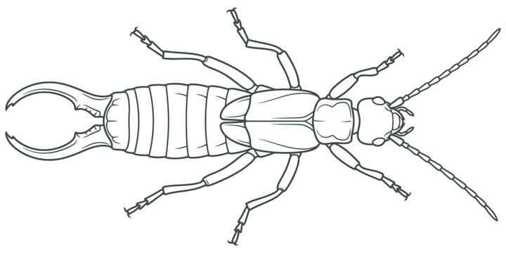 Earwig insect illustration, top view, line art eps 10
