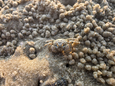 Tiny crab on sandy beach resting near bubbler pellet formations. calm animal enjoys nature and wildlife while quietly observing beautiful natural coastal shore environment during summer