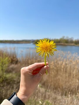 Woman's Hand Holding Yellow Dandelion by the Lake