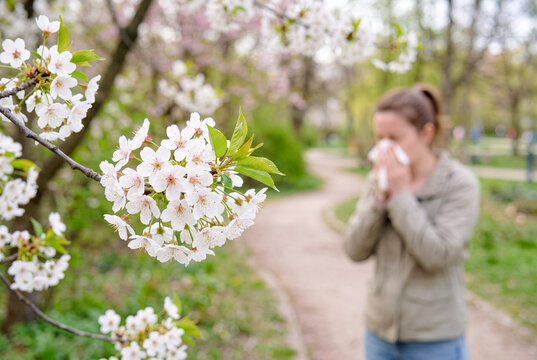 桜の近くで鼻をかむ女性