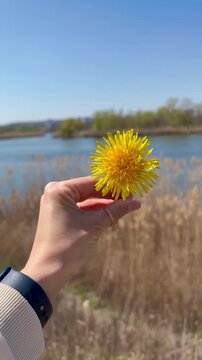Vertical close-up video of a woman's hand holding a bright yellow dandelion flower.