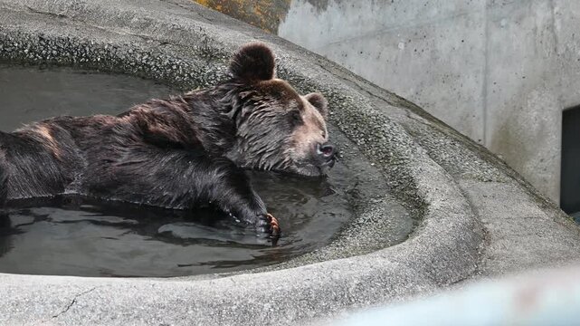 熊園の水場でくつろぐエゾヒグマ