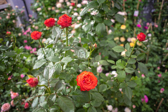 Blooming vermilion (red-orange) rose bush at a garden plant fair, other roses blurred in background.
