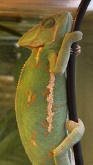 Fototapeta premium Iguana close up portrait. Close up portrait of iguana reptile. Exotic lizard pet in terrarium environment.