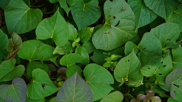 Close up of cassava plant leaves with insect bite holes showing natural damage detail, creating a textured organic background with agricultural and nature theme