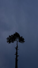 Obraz premium Blurred shadow of tall tree branches creating an abstract natural atmosphere with soft light and organic shapes, suitable for nature and environmental background themes