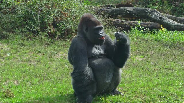 Majestic Silverback Gorilla Male, Powerful Primate. Endangered Wildlife Cinematic Close-up Footage