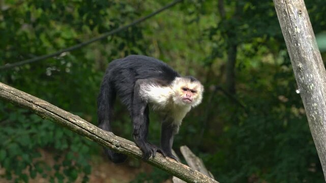 Wild white-faced capuchin monkey in tropical jungle, intelligent primate in natural habitat, exotic wildlife and nature stock video footage.