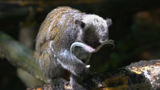 Close-up of an Emperor Tamarin monkey with its distinctive white mustache on a branch in a zoo environment, exotic wildlife primate portrait.
