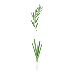 Fototapeta premium Fresh rosemary sprigs and green onions on a white background