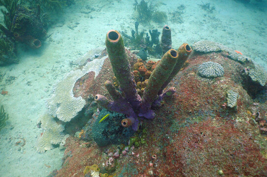 Large brown tube sponge on a sandy tropical seabed in the Caribbean