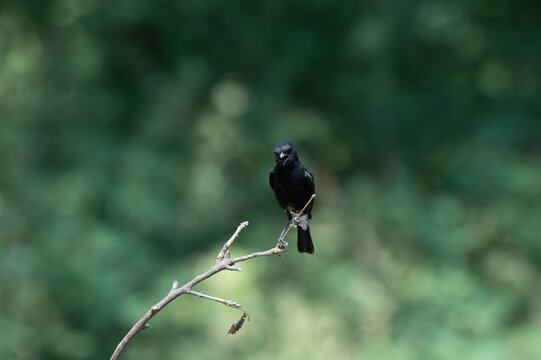 A black bird of Pied Bush chat perched on a slender, leafless twig against a soft, blurred green forest background.