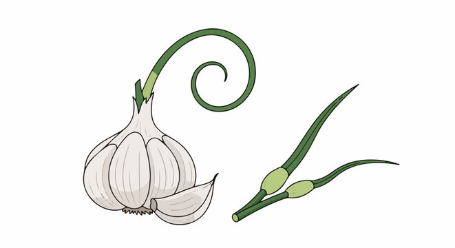 White garlic bulb with a curled green stem and two sprouts