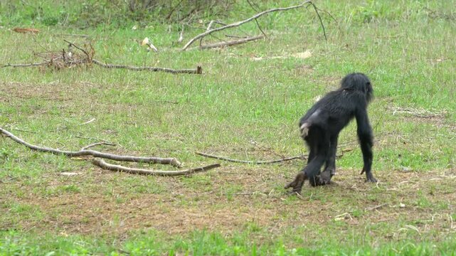 Adorable Baby Bonobo, Young Endangered Primate Species in Captivity, Wildlife Conservation and Animal Behavior Stock Footage