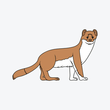 Illustration of a cute cartoon weasel animal standing on four legs