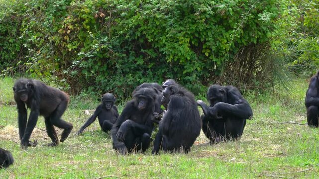 Social group of bonobo primates interacting in a zoo habitat, showcasing natural behavior and social dynamics of endangered Pan paniscus apes