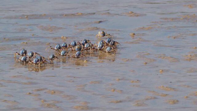 Army of soldier crabs on sand flat in late afternoon light, Queensland
