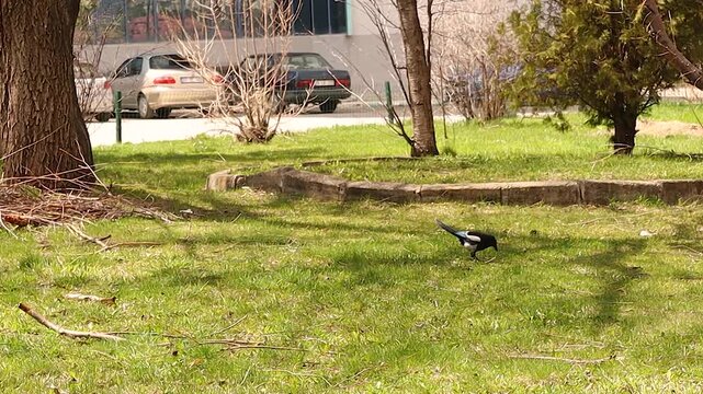 Eurasian magpie bird, crow family, foraging on grass while courting with wing display and chattering call in early spring, wildlife behavior scene for ecology, mating, communication and nature concept