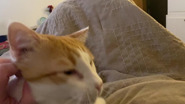 Hand petting a cute cat laying on a bed