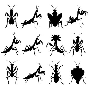 Diverse praying mantis silhouettes in various poses with black and white animal behavior animal kingdom silhouette wildlife
