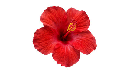 Vibrant red hibiscus flower in stunning full bloom, meticulously isolated on a pristine white background, highlighting its delicate petals and striking yellow stamen © Graphic Studio