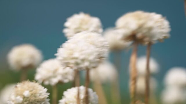 Soft focus close-up of white yarrow flowers swaying in gentle breeze as floral background footage