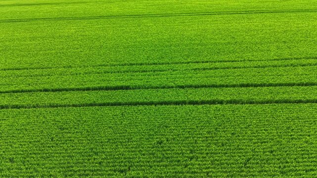 Wheat field stretches across the land, filled with lush green plants under the sun. The field has neat lines indicating rows of growth. Farmers may work nearby