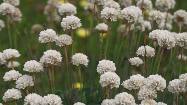 Close-up of white yarrow flowers swaying in a summer meadow background