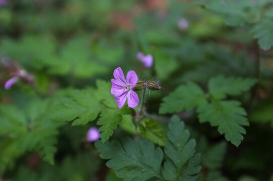 Close-up of a pink wild geranium flower (Geranium robertianum) blooming in the forest. Natural background with green pinnate leaves in the mountains of Alsace, France.
