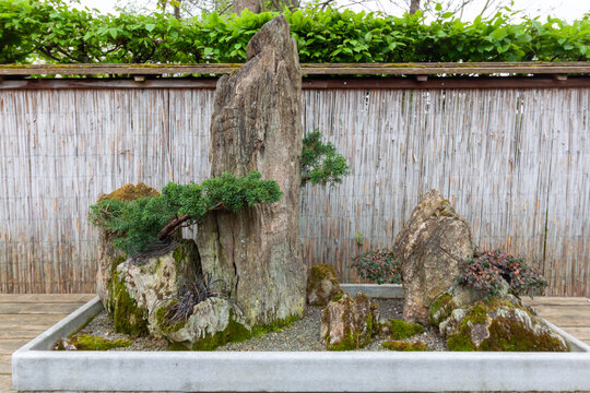 A traditional Japanese penjing or saikei tray landscape featuring miniature juniper trees growing on natural vertical rocks in a concrete pot