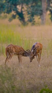 Two Spotted Deer Stags Fighting with Antlers in a Forest Clearing
