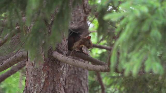 木の枝の上でエサを食べようとするが、手元が狂って落としてしまうエゾリス