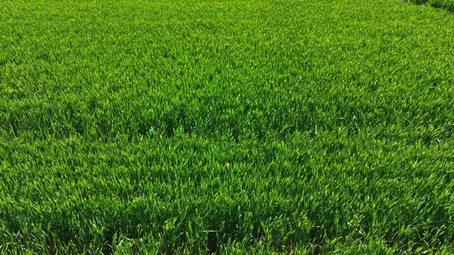 Wheat field spreads out under the sun with tall green plants growing in neat rows. The scene captures the essence of farming and nature working together in a rural area.