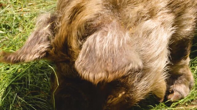 Close up of New Zealand KuneKune Pig head looking around on a meadow on a sunny day in spring