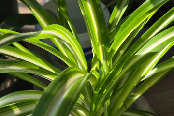 Fototapeta premium Green and white striped leaves of a spider plant growing in a pot with soft sunlight illuminating the foliage and creating shadows on the surface