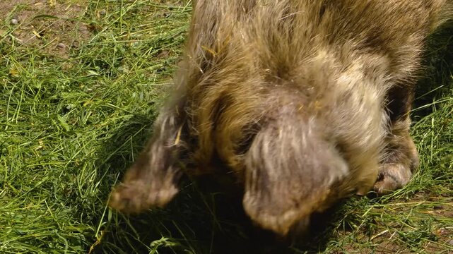 Close up of New Zealand KuneKune Pig head looking around on a meadow on a sunny day in spring