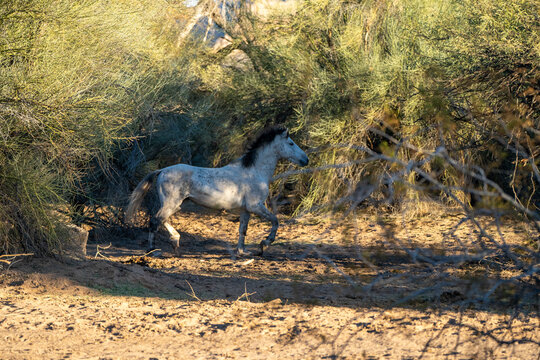 View of a wild grey horse walking through dense desert scrub and bushes under warm sunlight Arizona, United States.
