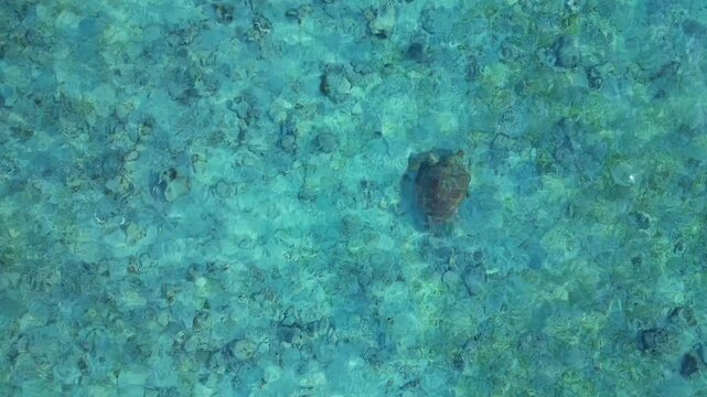 Small sea turtle gliding over a textured seabed in clear tropical water. Nice aerial view vertical bird's eye view drone