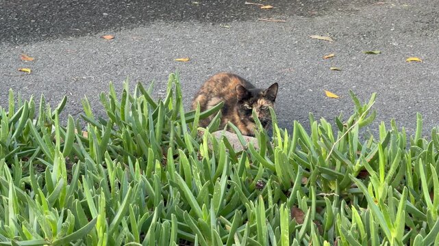 A cat hides behind some bushes looking very shy.