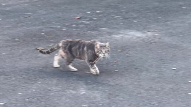 A gray feral cat walking confidently down the street on a tarred road.
