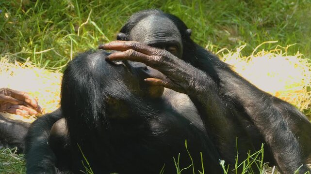 Close up of a bonobo mother and baby monkey resting together on a meadow on a sunny spring day