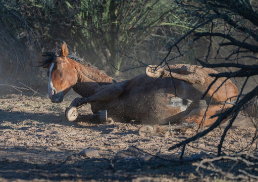 View of a wild brown horse rolling in the dust on the dry desert ground surrounded by thorny bushes in Arizona, United States.