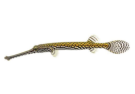 Scribbled Pipefish Corythoichthys intestinalis Isolated on White Backg