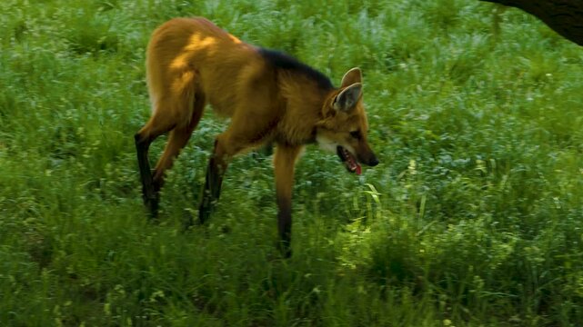 Close up of an mane wolf walking in slow motion around a meadow on a sunny day in spring 
