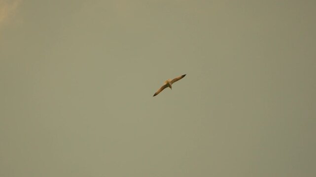 Seagull flying sky at dusk with soft golden clouds creating a sense of freedom and peaceful nature in the open air