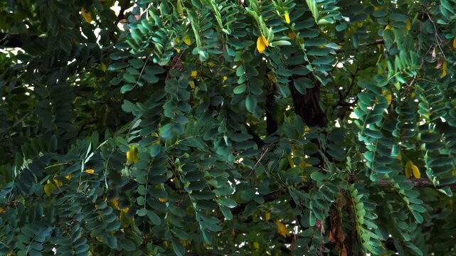 The leaves sway in the wind. Slow motion. Beautiful green leaves on the branches move slowly and then faster in the increasing wind. Hurricane. Beautiful natural background. Close-up. Video footage 4k