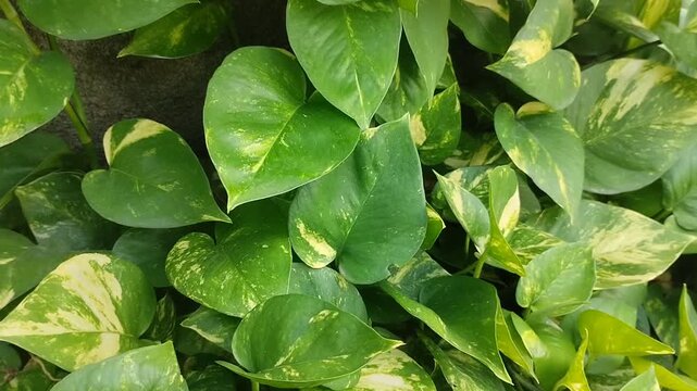The Golden Pothos (Epipremnum aureum) ornamental plant features vibrant green leaves with yellow spots. This climbing plant is popular for interior decoration and as a natural air purifier